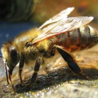 Šamanskí sprievodcovia: Včela