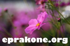 eprakone.org